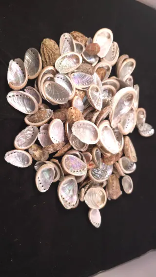 Confezione di conchiglie Oreja de Mar