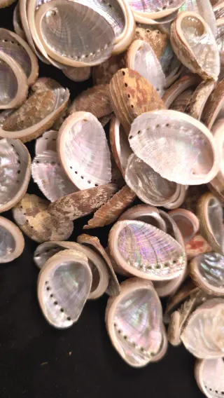 Confezione di conchiglie Oreja de Mar