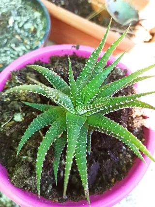 Tres suculentas en maceta.