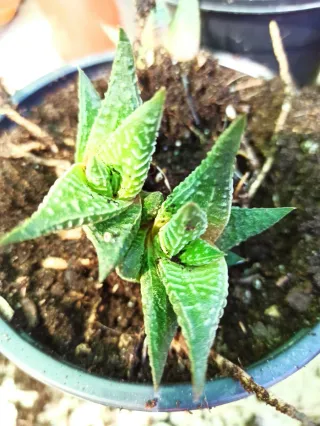 Tres suculentas en maceta.