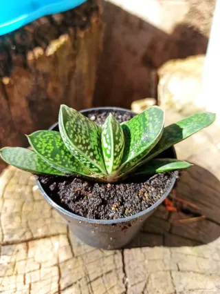 Tres suculentas en maceta.