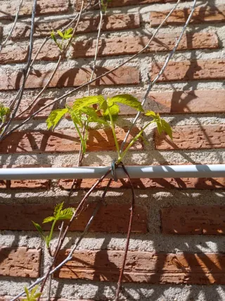 Planta de parra virgen