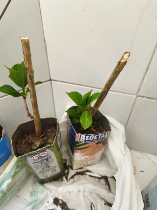 Lote plantas para Rohikran