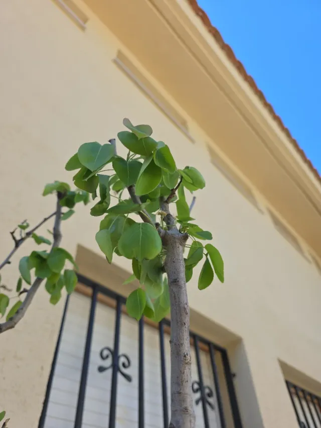 Árbol de Pera