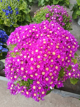 Lote Plantas para Mayte