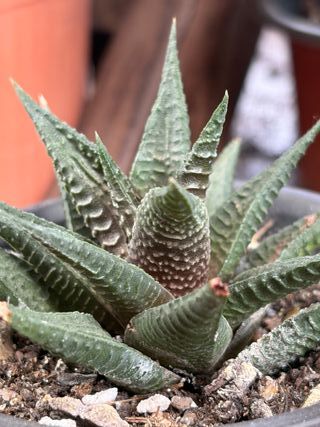 Planta Suculenta Haworthia