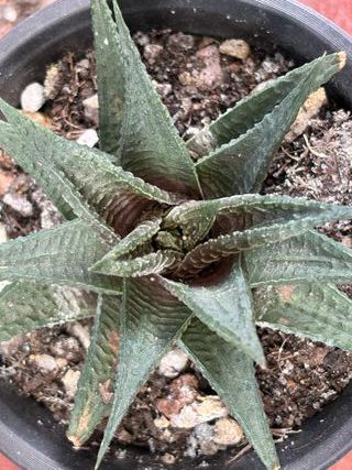 Planta Suculenta Haworthia