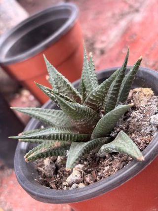 Planta Suculenta Haworthia