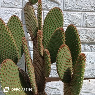 Cactus Opuntia Rufida