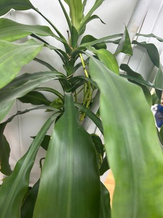 Planta Drácena tronco de Brasil