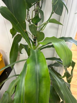 Planta Drácena tronco de Brasil