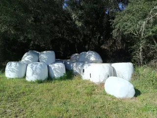 Pacas de alfalfa envueltas