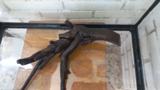Decoración Acuario Raíz Madera