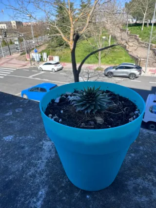 Suculenta en maceta azul