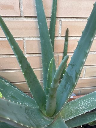 Planta Aloe Vera