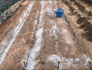 Semillas de cacahuete var. Collaret