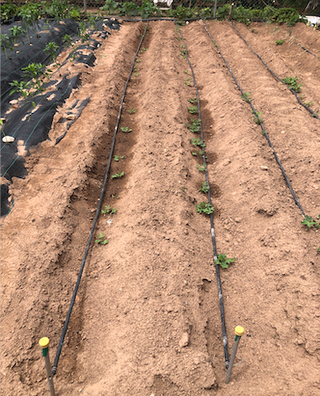 Semillas de cacahuete var. Collaret