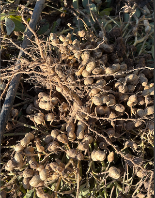 Semillas de cacahuete var. Collaret