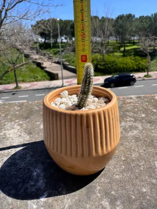 Cactus en maceta cerámica
