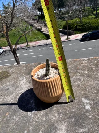 Cactus en maceta cerámica