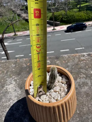 Cactus en maceta cerámica