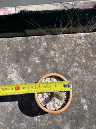 Cactus en maceta cerámica