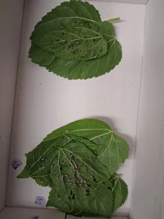 Hojas de morera para gusanos de seda
