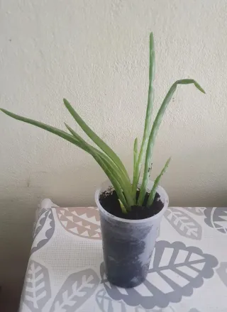 Planta Aloe Vera en maceta