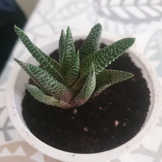 Planta Cebra Haworthia