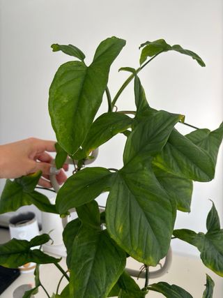 Syngonium mojito planta