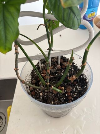 Syngonium mojito planta