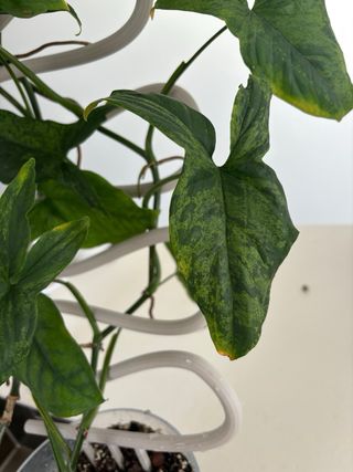 Syngonium mojito planta