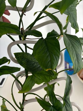 Syngonium mojito planta