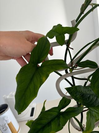 Syngonium mojito planta