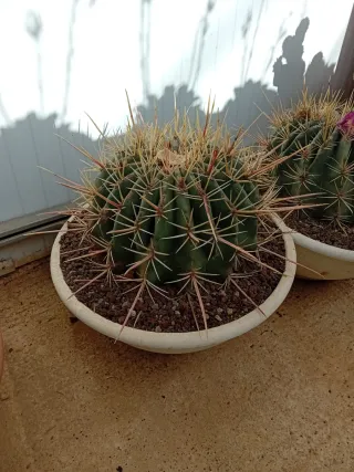 Cactus Echinocactus grisoni