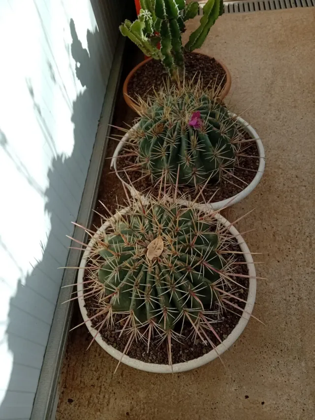 Cactus Echinocactus grisoni