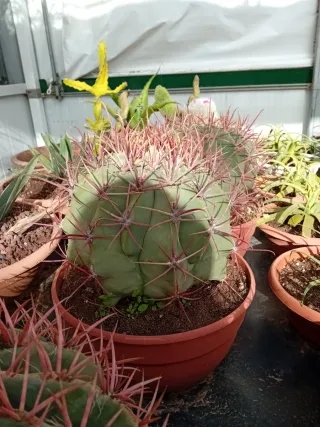 Cactus Echinocactus grisoni