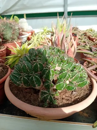 Cactus Echinocactus grisoni