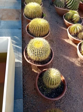 Cactus Echinocactus grisoni