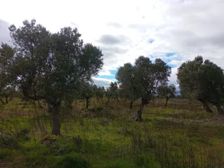 Finca de olivos