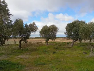 Finca de olivos
