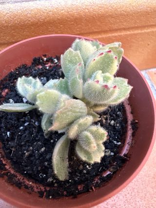 Cotyledon tomentosa Oso ‘Bear Paw’