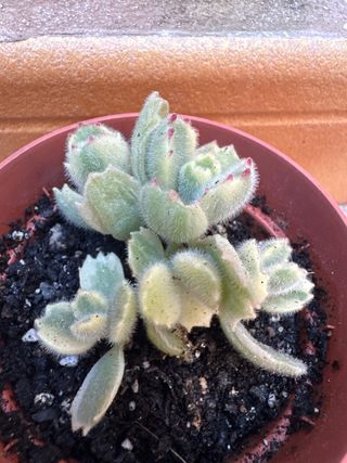 Cotyledon tomentosa Oso ‘Bear Paw’
