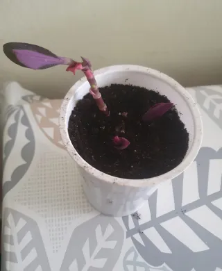 Planta Tradescantia Morada