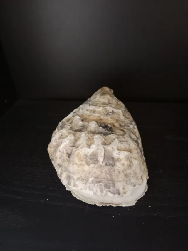 Concha Colección o Declaración