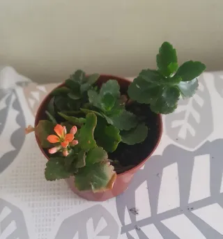Planta Kalanchoe Blossfeldiana con Flor Naranja