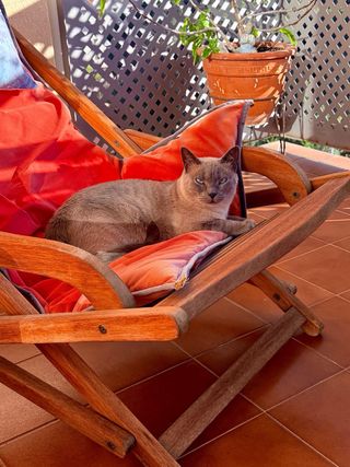 Lettino in teak pieghevole