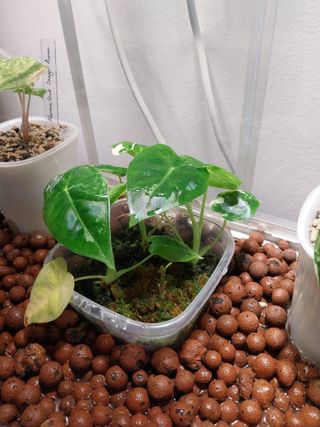 Alocasia Frydek Variegata