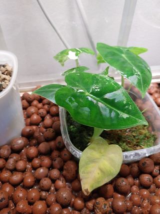 Alocasia Frydek Variegata