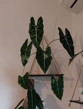 Alocasia Frydek Variegata